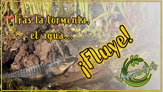 Pantano carnívoro, después de la tormenta, ¡el agua fluye!