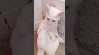 cat funny short #turkishangora #cute #summerofshorts