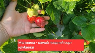 Мальвина - Самый поздний сорт клубники! Сборы ягоды