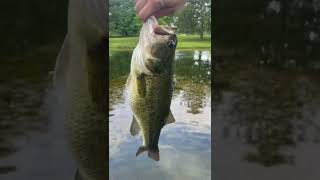 Chunky Pond Bass Breaks Free