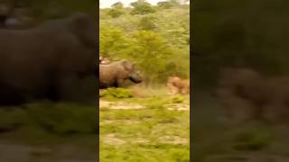 Lion attack rhino #shorts #viral #trending #animals