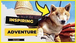 Inspiring Adventure: Blind Shiba Inu Embarks on an Epic Hike to Overcome Challenges