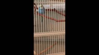 Budgie (Dodger) singing & chirping