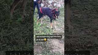 मेरा ऐरिया hain yeh😠. #shortsvideo #shorts #shortsyoutube #doglover #dogoftheday