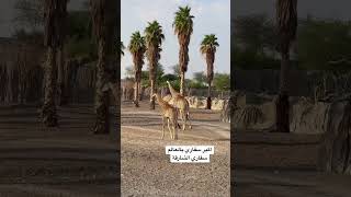 سفاري #الشارقة اكبر سفاري بالعالم #explore #trending #fyp