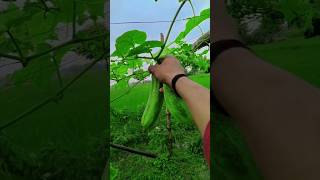 Creative vlog Cucumber plucking 😊😊 #shorts #vlog