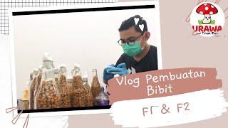 Vlog pembuatan bibit F1 & F2