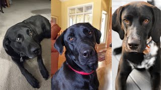 Labradane | Funny and Cute dog compilation in 2022