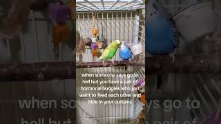 BUDGIE FUN!