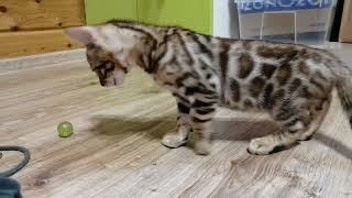 Жадина! Бенгальские котята! #bengalcat