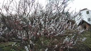 Prunus tomentosa - Koreakirsche