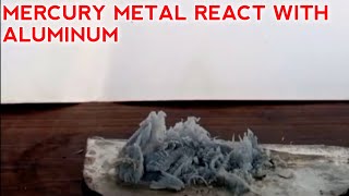 Mercury metal react with aluminum Metal || Amazing reaction of Mercury and aluminum