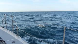 Les dauphins sur la route des Scilly