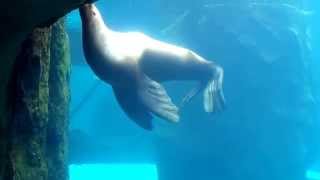 Sea Lions at Portland Zoo