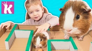 Лабиринт для Грызунов Своими Руками | Морские Свинки в Лабиринте | DIY Guinea Pig Labyrinth