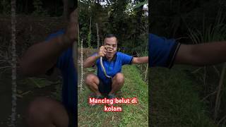 Mancing belut di kolam #mancing #fishing #ngurekbelut #ngurekbabon #kawanlaladog #alam #sibolang