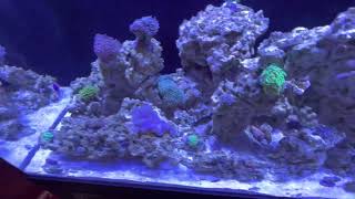 Reef tank (75gal) after adding an overpowered uv sterilizer and some more corals