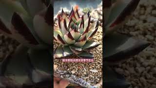 So amazing succulent Diy #2