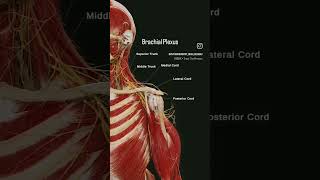 Brachial plexus #anatomy #viralreels #physiotharapist #motivation #doctor