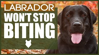 How To Stop Your LABRADOR BITING