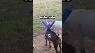 These goats use horn protection.