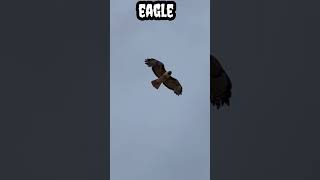 Eagle #shorts #viral #trending