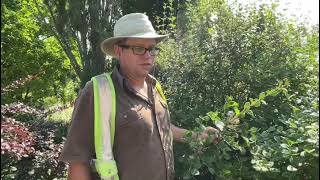 Deadheading Lilacs