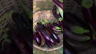 Harvesting eggplants and tomatoes in the home garden