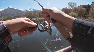 Spring Bluegill and Rainbow Trout Using Flies