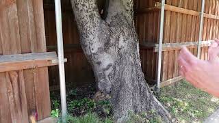 Wood Decay (likely Armillaria) on Hackberry