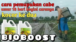 18 HST DONGKRAK TANAMAN PAKAI PUPUK INI | # 10