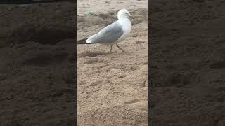 @animalplanet #beach #beachlife #seagull #meditation #birdslover #birdwatching #bird #birds #love