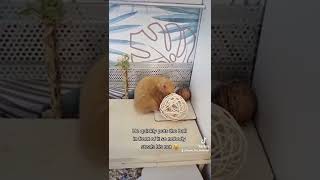 Intelligent hamster🤓🐹