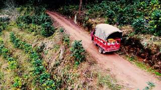 Coffee processing in China