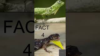 Amazing Draco Lizard Facts Unveiling the Secrets of the Flying Dragons!