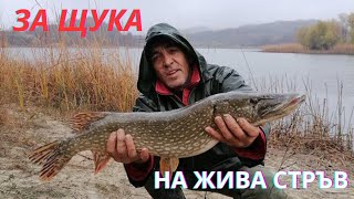 За щуки с жива стръв - яз.Качица