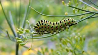 Paź królowej (Papilio machaon) - gąsienica i imago