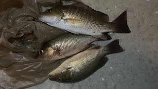 Catching LOTS of Mangrove Snapper from Shore in Downtown Miami (Pre- Mullet Run, Brickell)