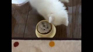 Кот и хомяк 🙀Cat and hamster