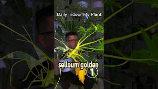 How are your plants in winter and summer?    #Philodendron selloum golden #indoorplants