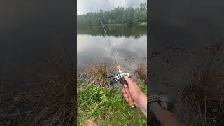 2023 Shimano CALCUTTA CONQUEST BFS CAST TEST