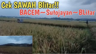 Ngintip Pertanian di Desa Bacem Sutojayan BLITAR