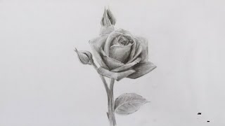 how to make a beautiful Rose🌹#shorts #artist #youtubeshorts #art #trending #drawing #viral