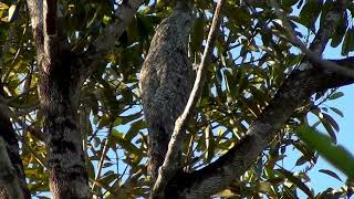 Rare Great Potoo Perfectly Camouflaged on Tree Branch in Pantanal, Brazil | Wildlife Photography