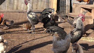 Hmong Black Meat Chicken [ Tso Qaib Rau Peb Tau Saib ua si