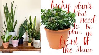 Top 8 Lucky plants with Health, wealth and prosperity// 8 Low maintenance lucky plants