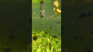 Underwater.#tadpole #tadpoles #toad #toads #frog #frogs #frogsofinstagram #amphibian #reptile