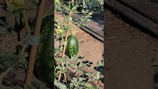 Growing Watermelon Vertically #farming #garden #gardening  #watermelon #shorts