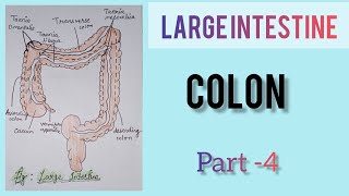 # large intestine # colon # part -4 #