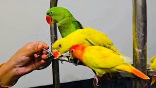 আমার সখের টিয়া পাখি | tiya pakhi | shikari pakhi |  kotha bolla pakhi | talking parrots